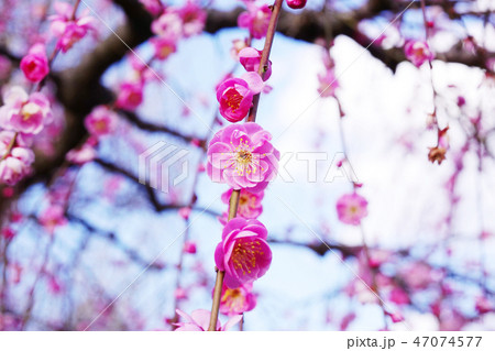 梅の花 梅の花 47074577