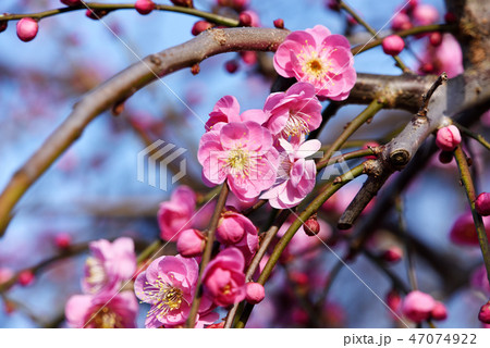 梅の花 梅の花 47074922