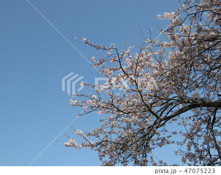 桜 47075223