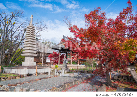 京都 乙訓寺(おとくにでら)の紅葉 京都 乙訓寺(おとくにでら)の紅葉 47075437