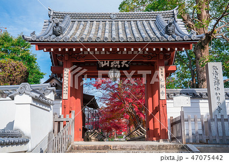 京都 乙訓寺(おとくにでら)の山門と紅葉 京都 乙訓寺(おとくにでら)の山門と紅葉 47075442