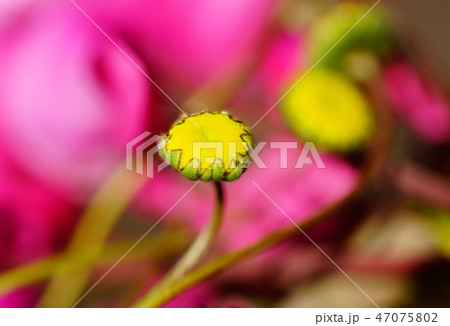 花　マクロ 47075802