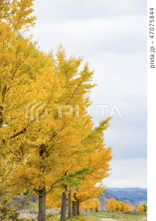 イチョウ並木 47075844