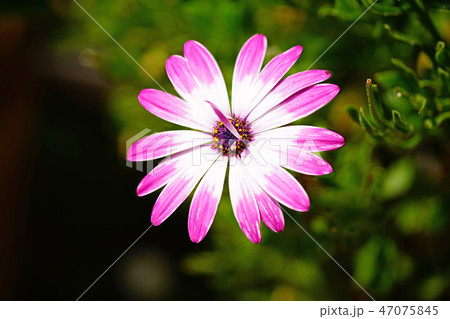 花 マクロ 花 マクロ 47075845