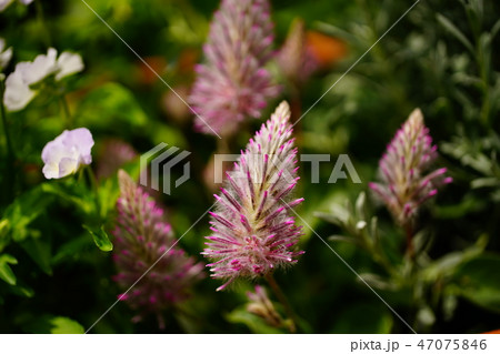 花 マクロ 花 マクロ 47075846