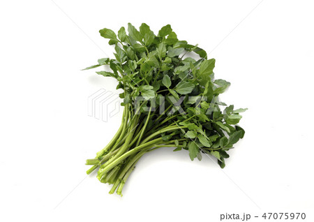 クレソン 47075970