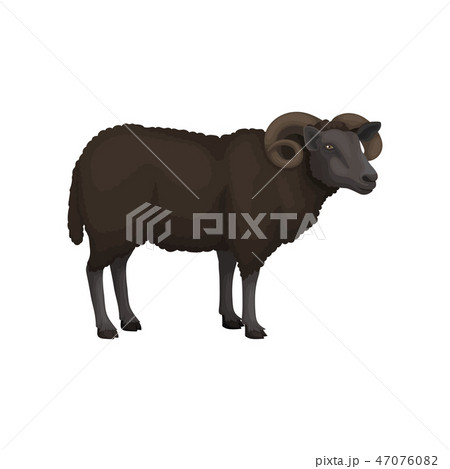 Flat vector icon of adult male sheep. Domestic animal. Ram brown woolly coat and curved horns 47076082