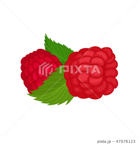Two ripe raspberries and green leaves. Juicy summer fruit. Sweet berries. Natural and healthy food 47076123
