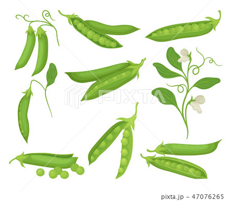 Flat vector set of green peas with pods. Natural and healthy food. Agricultural plant with flowers 47076265