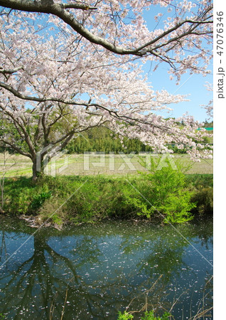 今井の桜 47076346