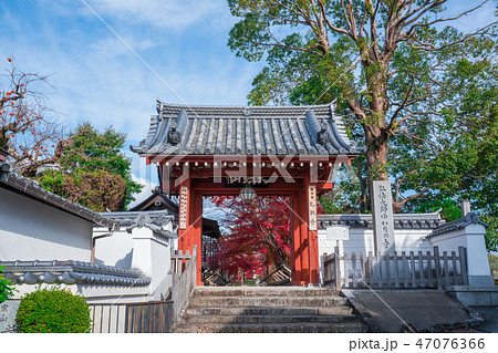 京都　乙訓寺（おとくにでら）の山門と紅葉　 47076366