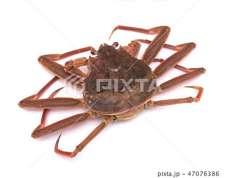 セイコガニ セイコガニ 47076386