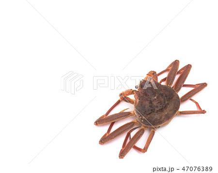 セイコガニ 47076389