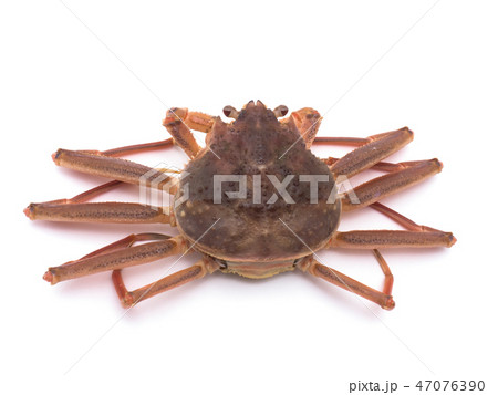 セイコガニ 47076390