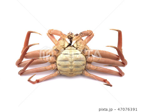 セイコガニ セイコガニ 47076391