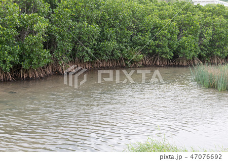 ヤエヤマヒルギ ヤエヤマヒルギ 47076692