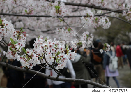 春の訪れとお花見 47077333