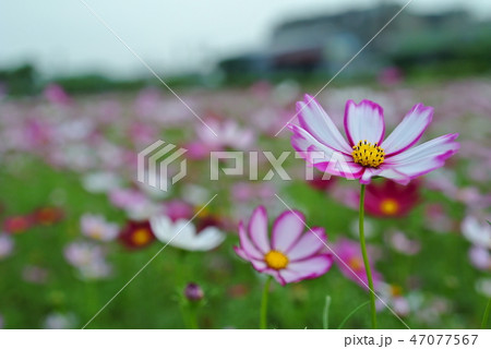 緑肥 田畑 フィールド 47077567