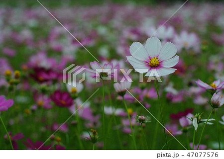 緑肥 田畑 フィールド 47077576