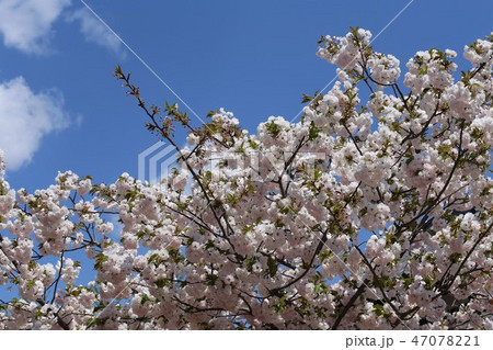 奈良　新家長福寺の八重桜 47078221