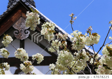 奈良 新家長福寺の八重桜 奈良 新家長福寺の八重桜 47078225