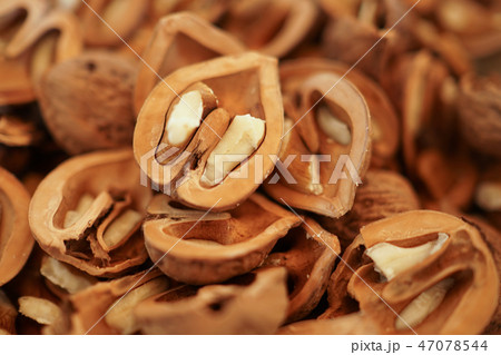 山胡桃 山胡桃 47078544