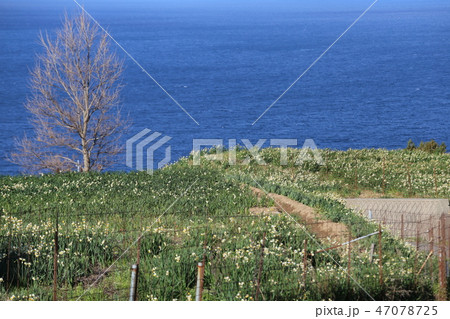 越前海岸の越前水仙 越前海岸の越前水仙 47078725