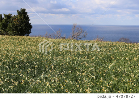 越前海岸の越前水仙 越前海岸の越前水仙 47078727