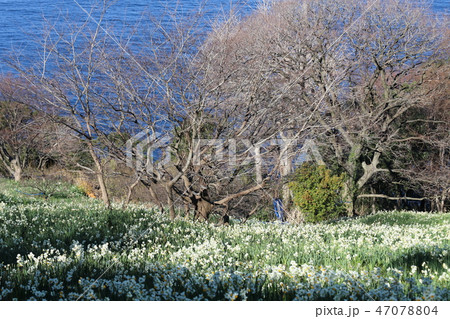 越前海岸の越前水仙 越前海岸の越前水仙 47078804