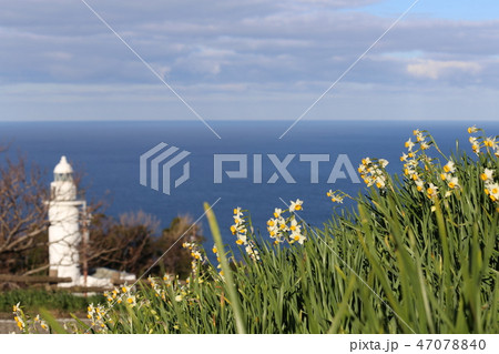 越前海岸の越前水仙 47078840