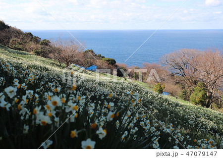 越前海岸の越前水仙 47079147
