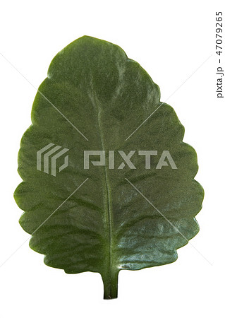 kalanchoe 47079265