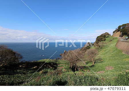 越前海岸の越前水仙 越前海岸の越前水仙 47079311