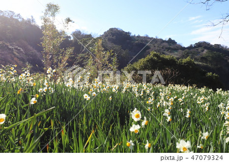 越前海岸の越前水仙 越前海岸の越前水仙 47079324