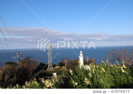 越前海岸の越前水仙 越前海岸の越前水仙 47079377