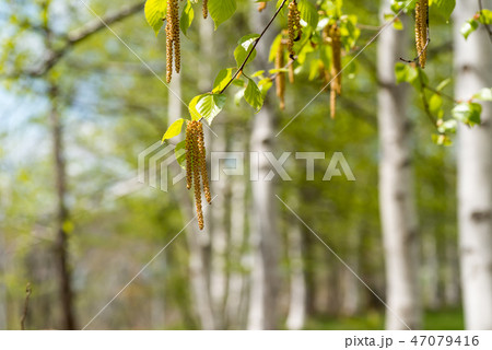 シラカバ花粉　花粉症 47079416
