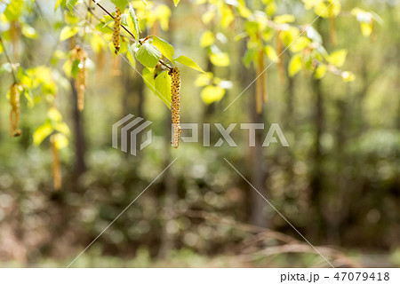 シラカバ花粉　花粉症 47079418