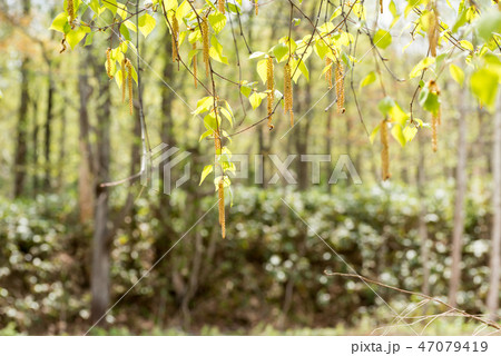 シラカバ花粉　花粉症 47079419