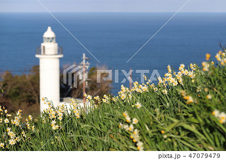 越前海岸の越前水仙 47079479