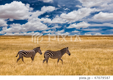 Zebra in the grass nature habitat, National Park of Kenya. Wildlife scene from nature, Africa Zebra in the grass nature habitat, National Park of Kenya. Wildlife scene from nature, Africa 47079587