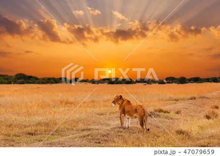 Lioness in the African savanna at sunset. Kenya 47079659