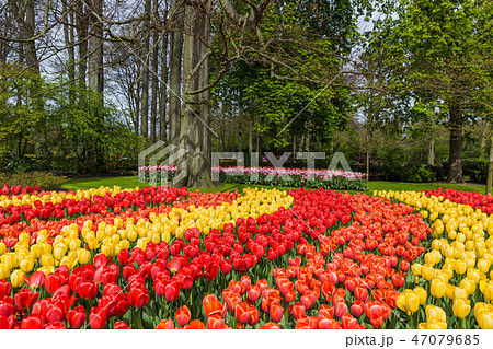 Flowers in garden Keukenhof Netherlands Flowers in garden Keukenhof Netherlands 47079685
