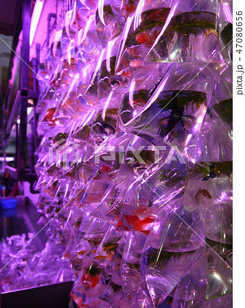 香港ナイトマーケット 香港ナイトマーケット 47080656