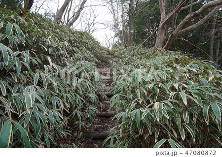 クマ笹が登山道を覆いつくしている光景 47080872