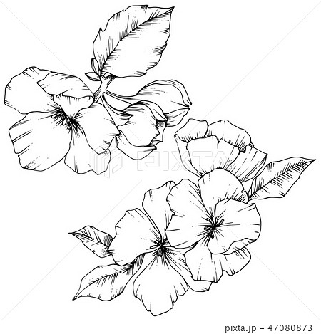 Vector Apple blossom floral botanical flower. Black and white engraved ink art. Isolated flowers 47080873
