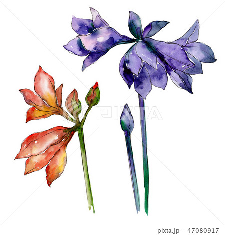 Pink And Purple Amaryllis Floral Botanical のイラスト素材