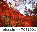 紅葉 47081001