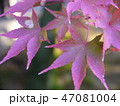 紅葉 47081004