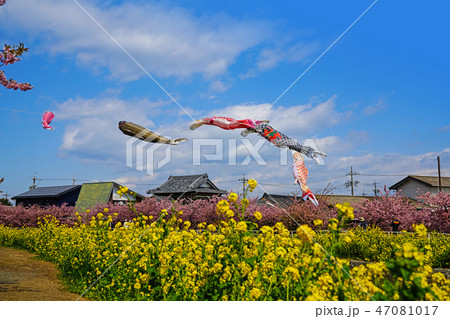 鯉のぼりと菜の花と桜 鯉のぼりと菜の花と桜 47081017