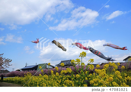 鯉のぼりと菜の花と桜 鯉のぼりと菜の花と桜 47081021